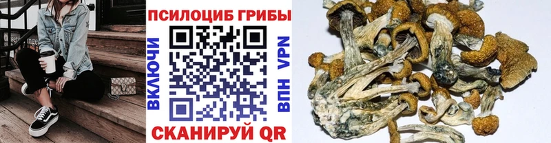 Галлюциногенные грибы Psilocybine cubensis  Камышин 